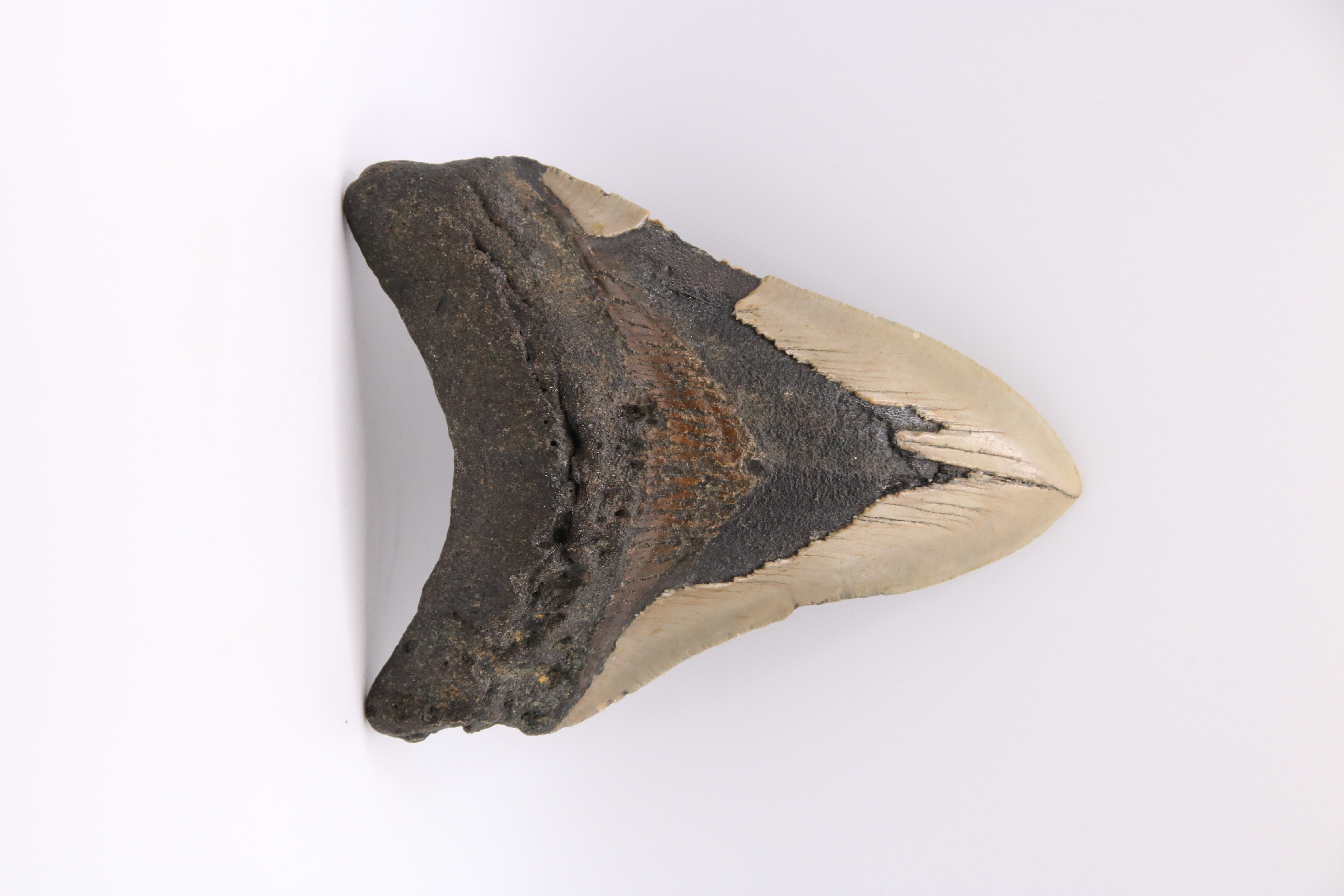 Megalodon zub