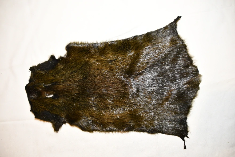 Nutrie barvená