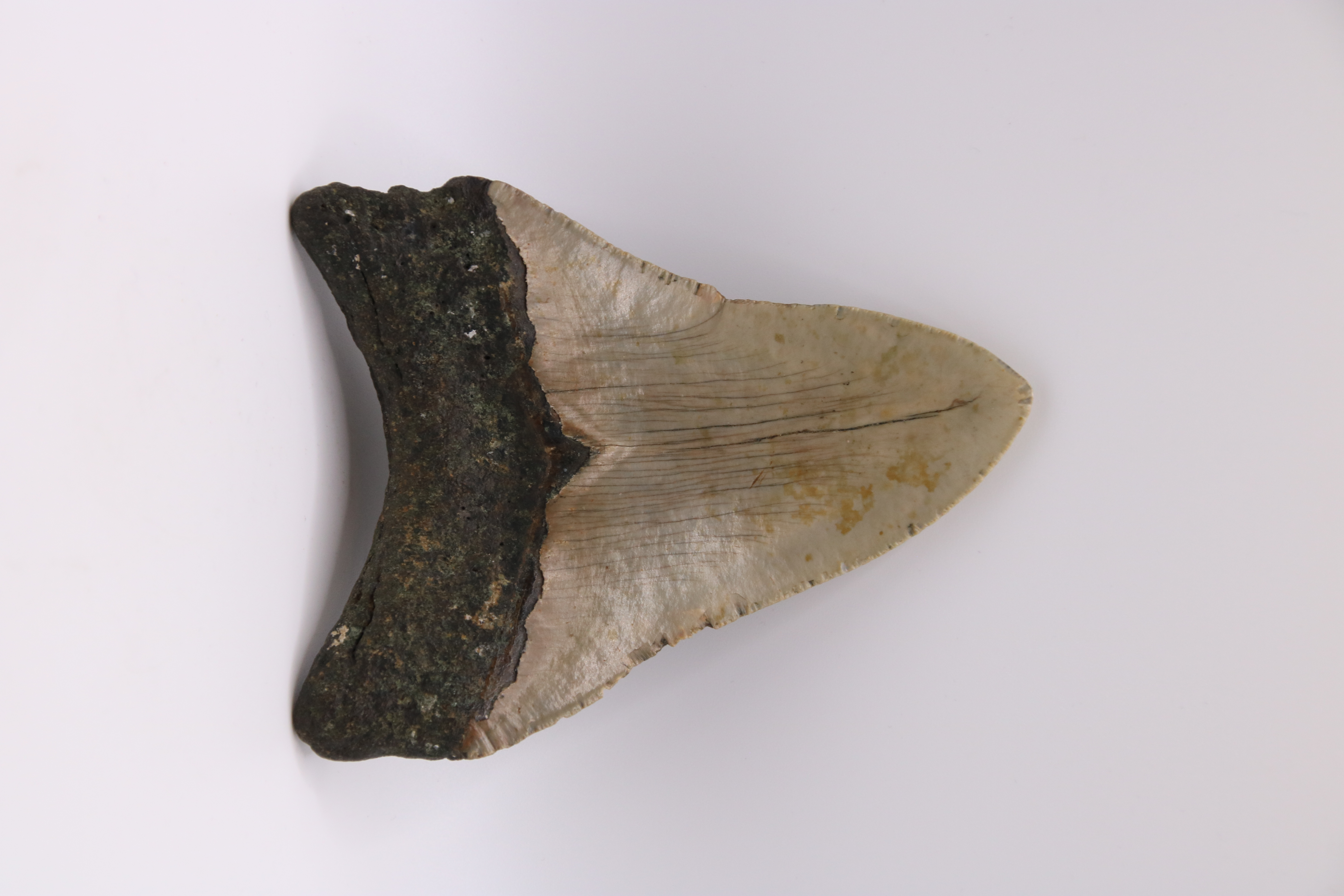 Megalodon zub