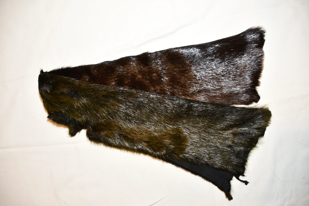 Nutrie barvená