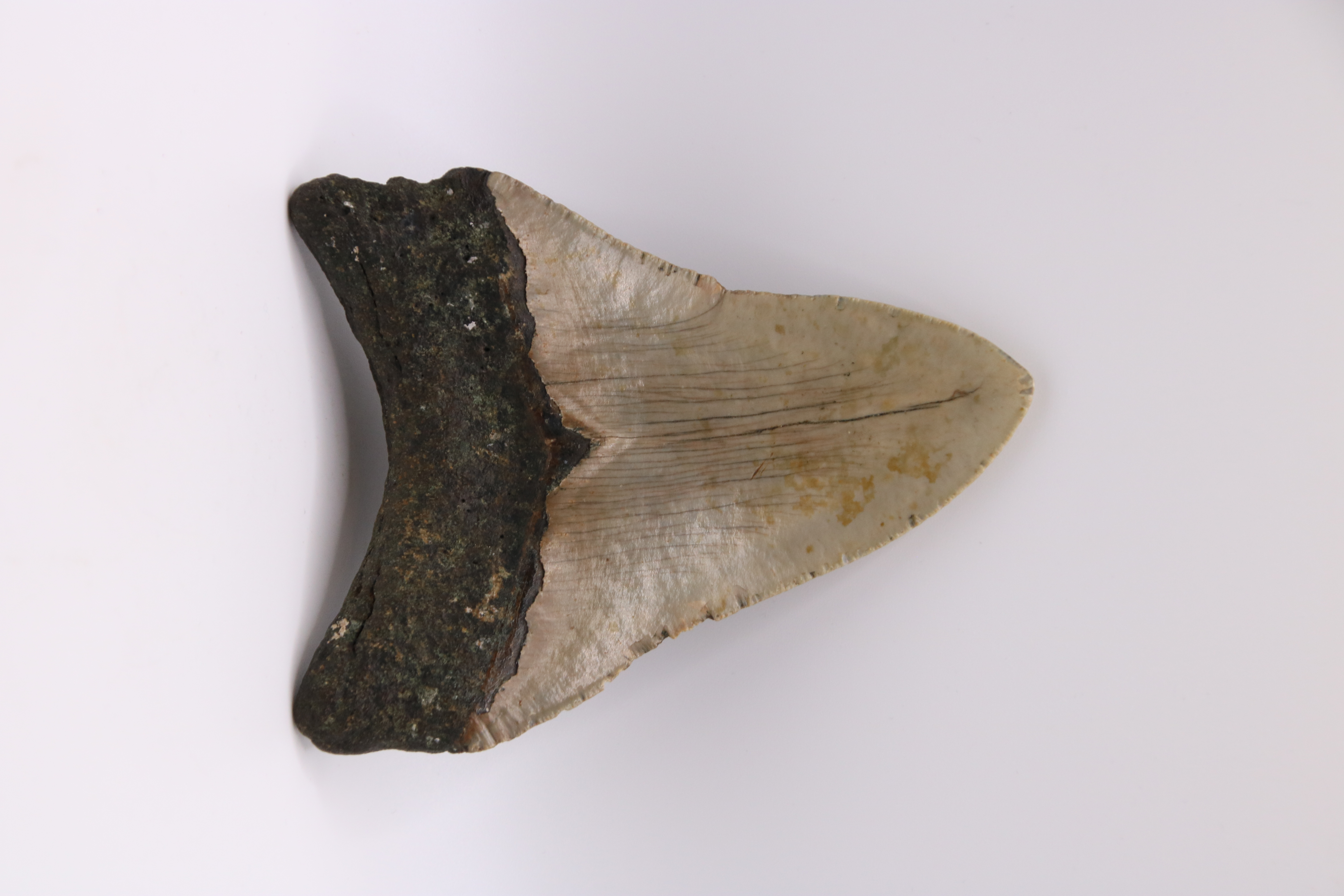 Megalodon zub