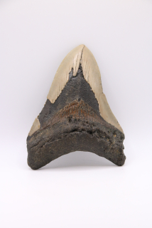 Megalodon zub