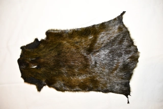 Nutrie barvená